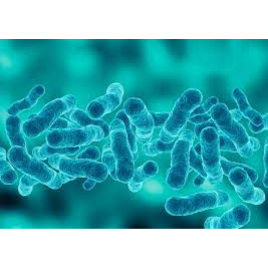 Legionella